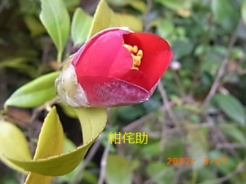 紫陽花 未来 挿し木苗B 物凄く